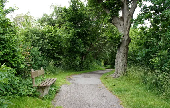 Trees, bench, nature, Park, track, walk, bench