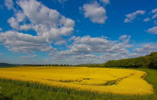 Picture field, clouds, rape