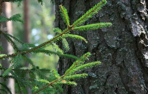 Forest, needles, nature, tree, stay, spruce, trunk, walk