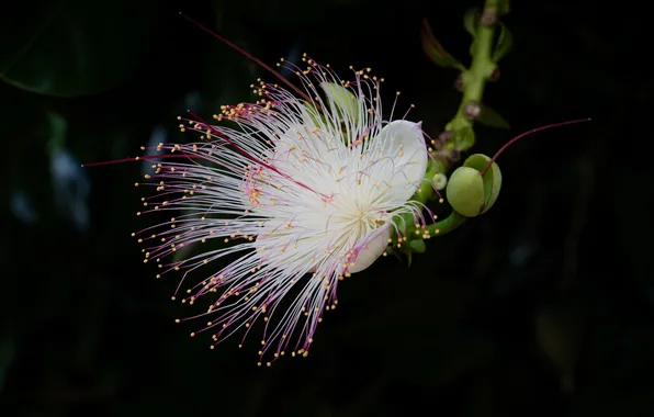 Flower, stamens, Barringtonia