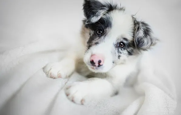 Look, face, dog, puppy, The border collie