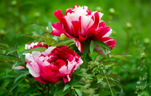 Green background, peonies, motley, two flowers