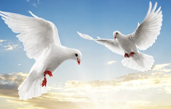 The sky, pigeons, white, soar