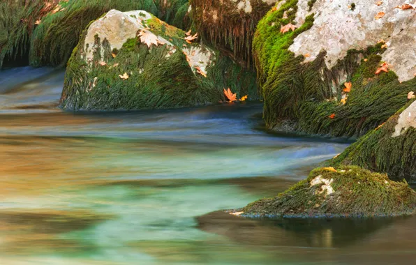 Picture autumn, leaves, water, algae, stones