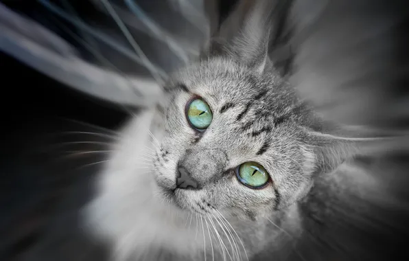 Cat, eyes, green, grey, looks
