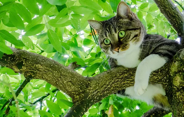 Cat, cat, leaves, tree, foliage, on the tree