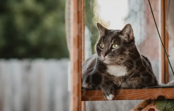 Picture cat, cat, look, face, grey, frame, window