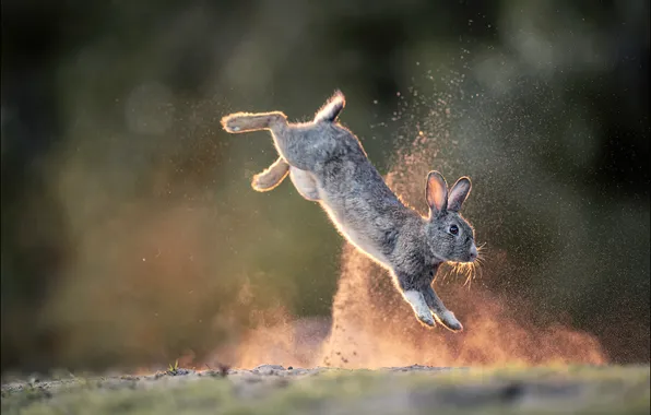 Light, pose, grey, jump, glade, legs, dust, rabbit