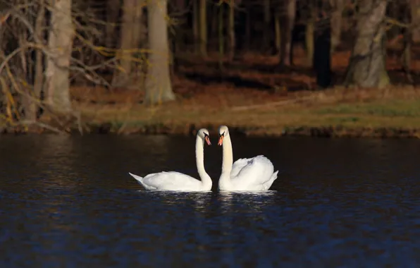 Pair, swans, pond, two swans