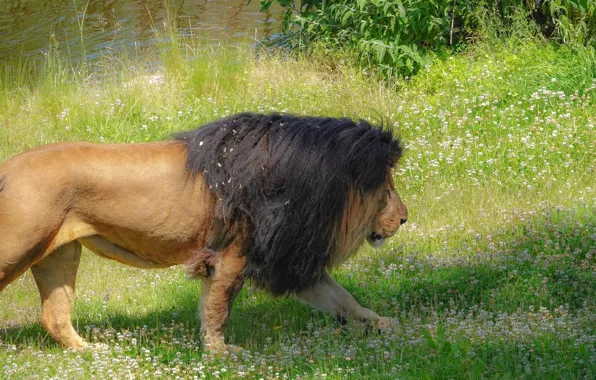 Grass, nature, Leo, walk