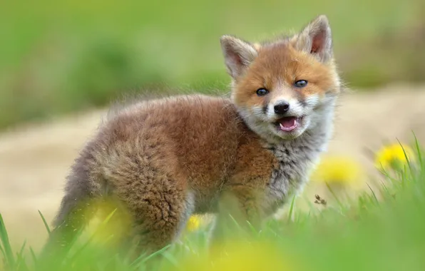 Grass, look, nature, glade, spring, Fox, dandelions, face