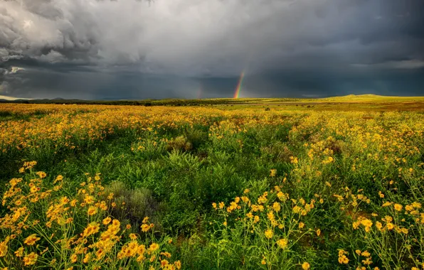 Greens, field, summer, the sky, flowers, clouds, rainbow, plants