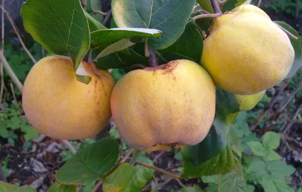 Leaves, October, Autumn, quince