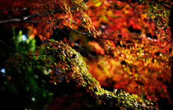 Picture autumn, branches, nature, foliage
