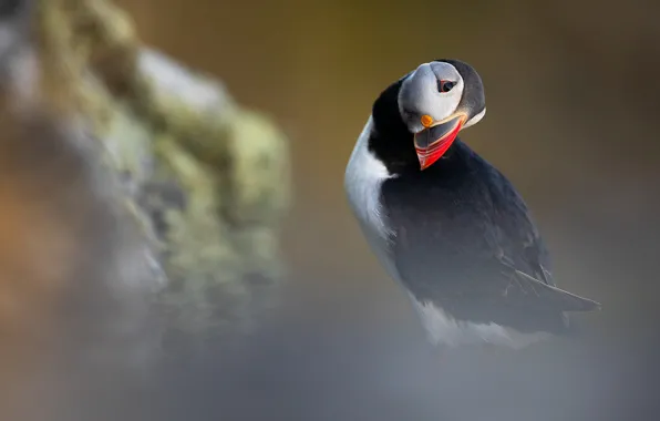 Picture look, background, bird, portrait, blur, haze, stalled, Atlantic