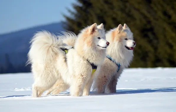 Winter, the sun, snow, Samoyed