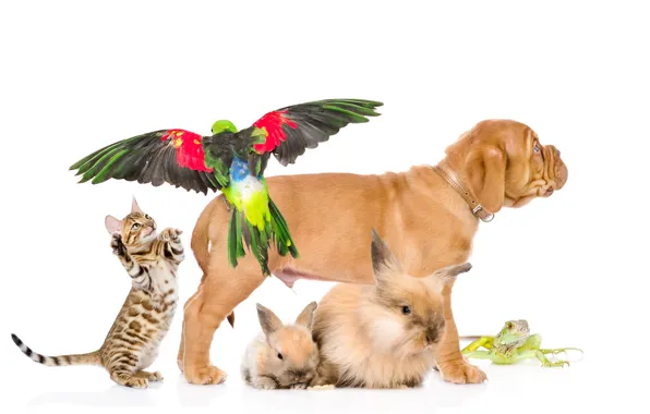 Cat, dog, parrot, rabbits