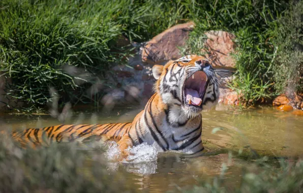 Tiger, predator, mouth, grin, in the water, roar