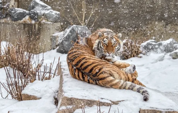 Winter, look, face, snow, branches, tiger, pose, stones