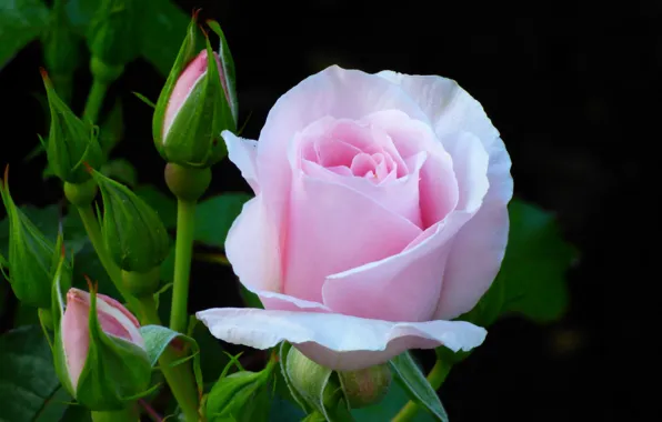Flower, pink, rose, Bush, buds