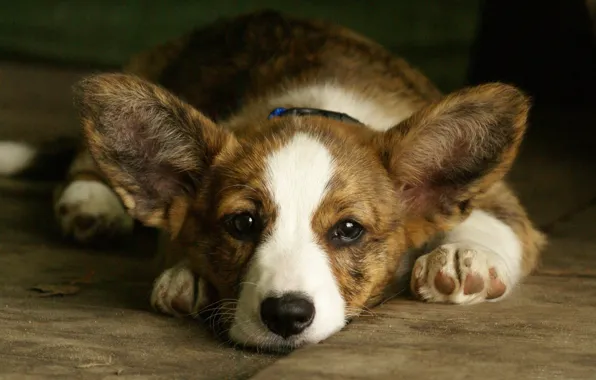 Face, background, dog, ears, Welsh Corgi, Welsh Corgi