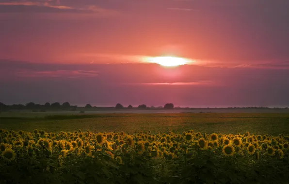 Field, sunflowers, sunset