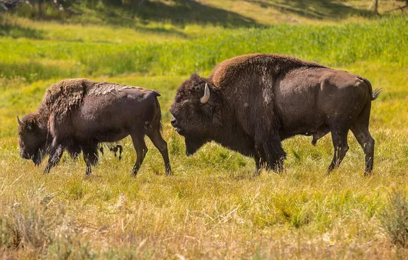 Animals, nature, national Park, Buffalo