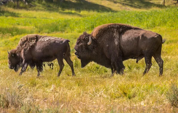 Picture animals, nature, national Park, Buffalo