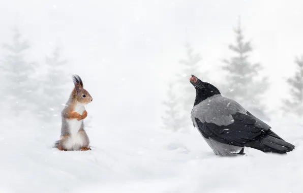Winter, snow, bird, walnut, protein, red, crow