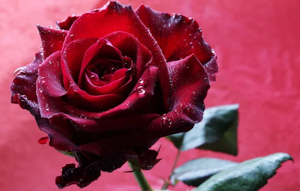 Close-up, pink background, drops, Burgundy rose