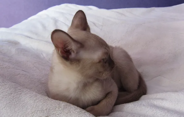 Picture cat, chocolate, Burma