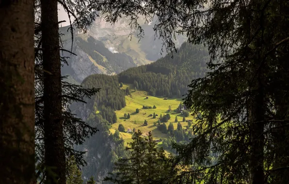 Forest, trees, mountains, branches, rocks, trunks, view, height