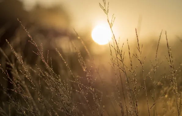 Picture grass, morning, sun, sunrise, dawn, dew