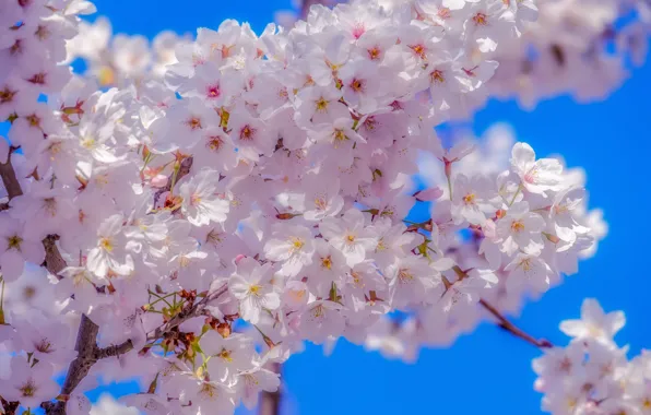 The sky, cherry, spring, Sakura, flowering, sky, blossom, sakura