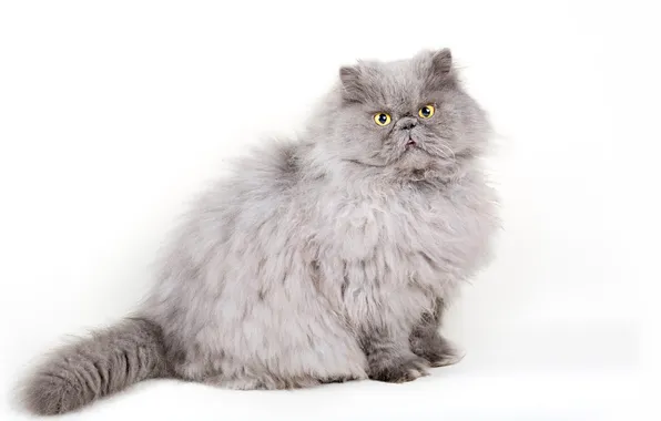 Cat, cat, look, pose, grey, fluffy, white background, face