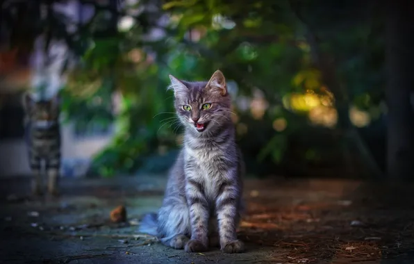 Cat, Park, kitty, tree, foliage, mouth, sitting, striped