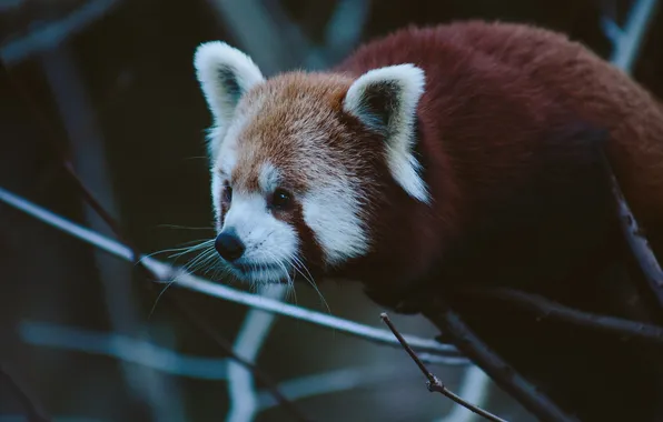Look, tree, portrait, red Panda, face, red Panda