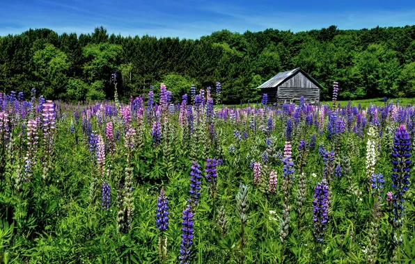 Greens, field, forest, summer, the sky, leaves, flowers, hut