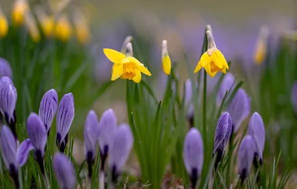 Flowers, yellow, glade, spring, crocuses, lilac, daffodils