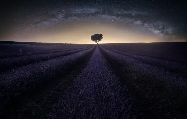 Picture field, the sky, stars, night, the milky way, lavender
