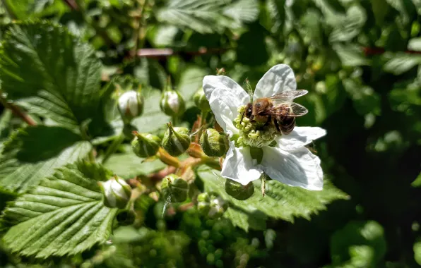 Flower, nature, nectar, OSA