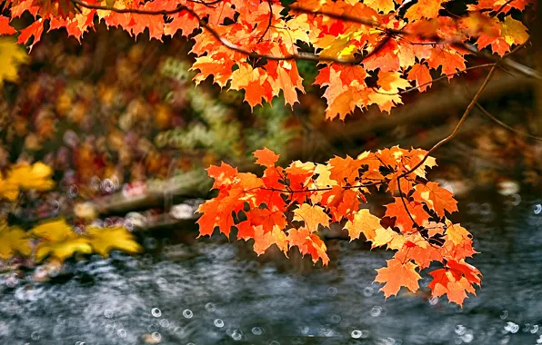 Picture autumn, leaves, branches, maple