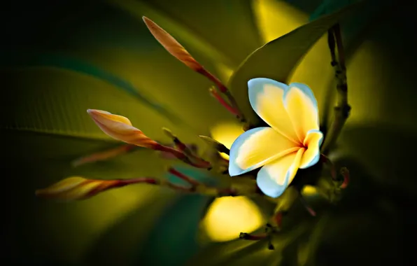 Flower, leaves, nature, buds, plumeria, frangipani