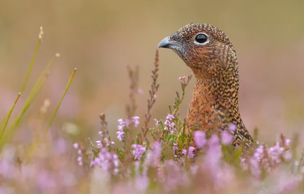Field, grass, flowers, bird, partridge, Heather, nature .
