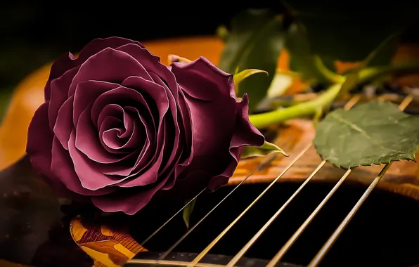 Picture style, mood, rose, guitar, strings, Bud
