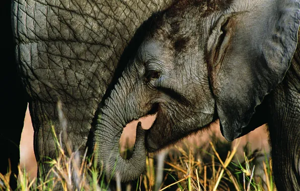 Elephant, elephant, elephant