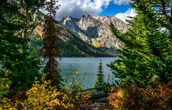 Picture trees, landscape, mountains, nature, lake, Wyoming, USA, Grand Teton