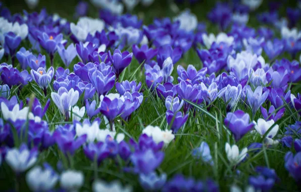 Picture forest, flowers, spring, crocuses, weed, flowering, leaves, bushes
