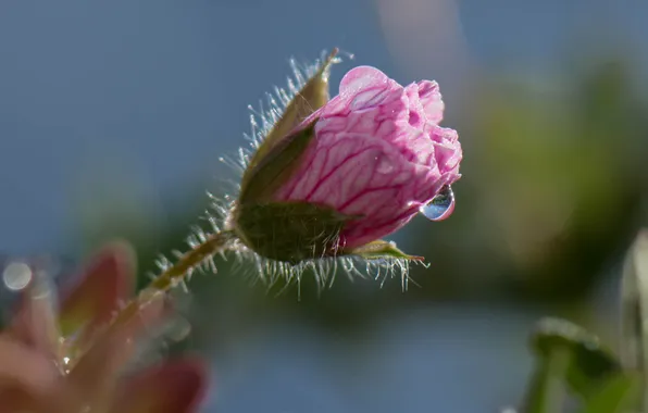 Water, drops, flowers, Rosa, petals, buds