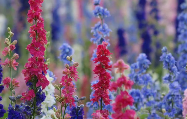 Field, nature, meadow, inflorescence